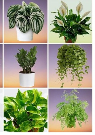 Комнатные растения