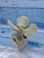 Cotyledon Orbiculata (Котиледон)
