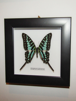 Бабочка Graphium policenes в рамке