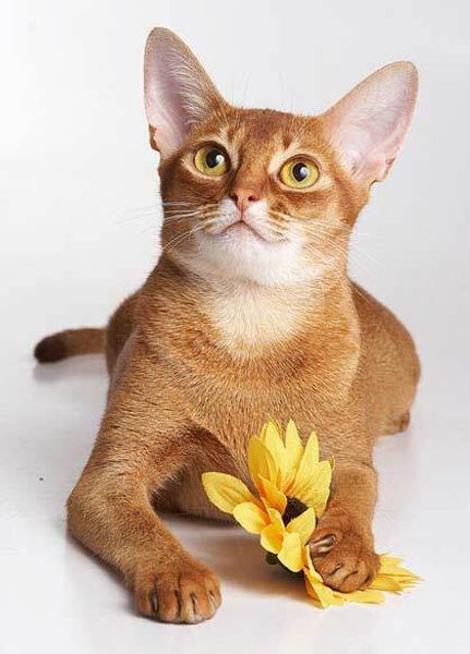 Абиссинская кошка Абиссинская кошка