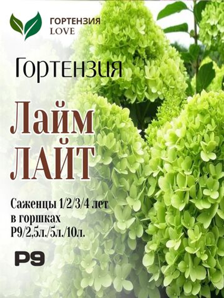 Лайт Лайм гортензия метельчатая
