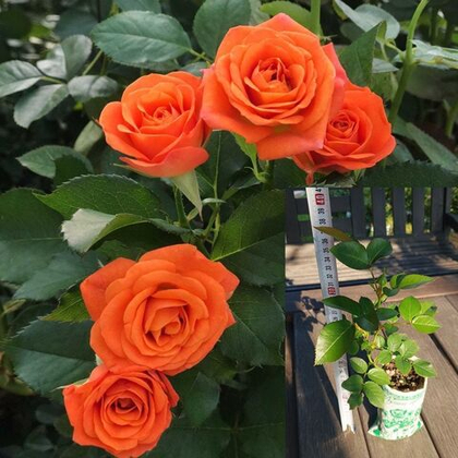 Роза Оранж Беби спрей, мелкоцветковая, саженец с ЗКС.