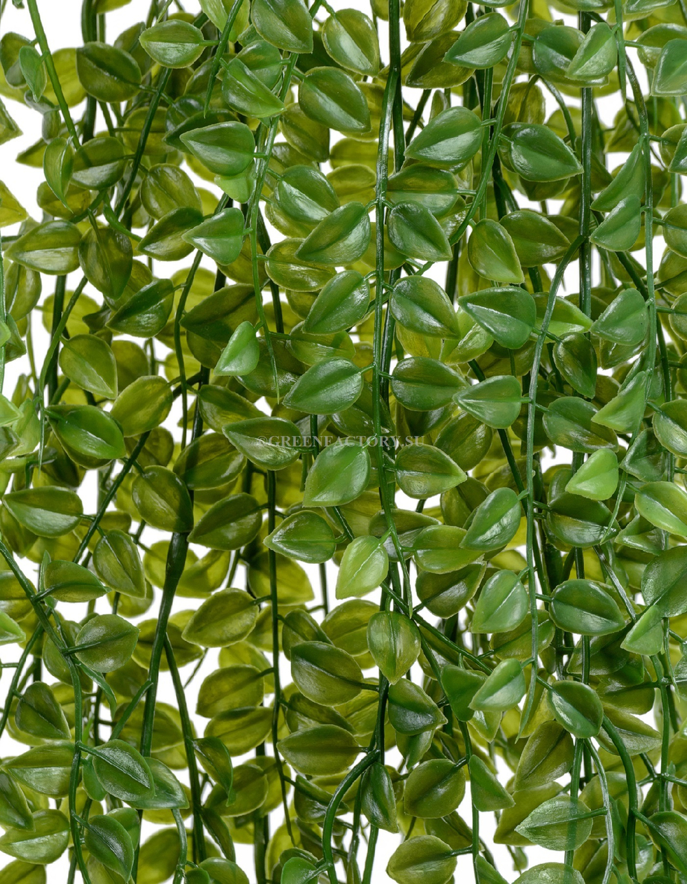 Каллизия куст большой ампельный