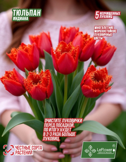 Тюльпан Луковица,Индиана, 5+шт