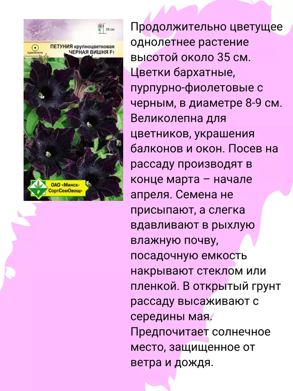 Петуния Черная вишня