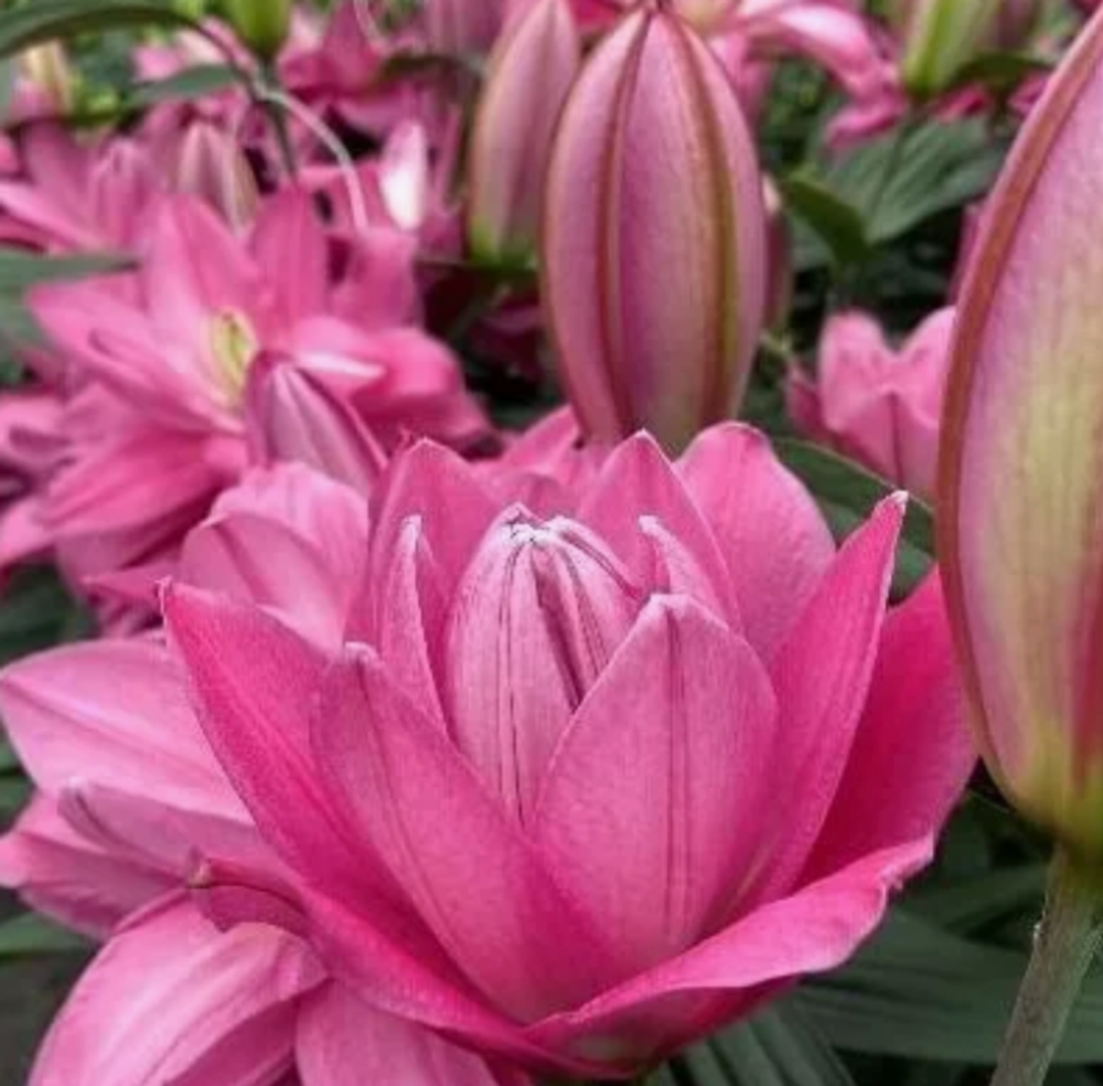 Лилия Льюис луковица март 2026