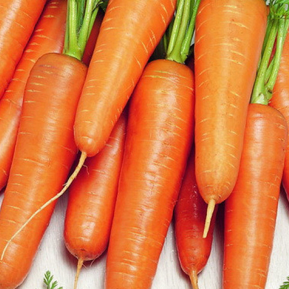 Канада F1 семена моркови курода/шантане (Bejo / Бейо) культура – фото 4