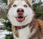 Широкий ошейник полуудавка для собак Этно  Lapalandia 40 мм