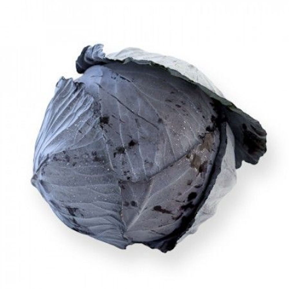 Родима F1 семена капусты краснокочанной (Rijk Zwaan / Райк Цваан)