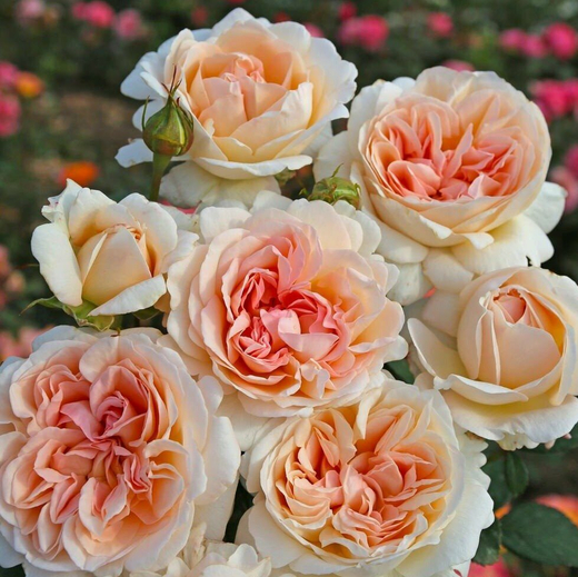 Роза Гросс Герцогиня Луиза С7 Закупка М57 июнь 2026