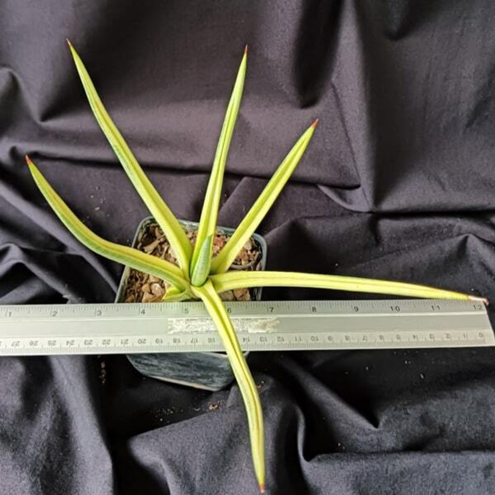 Сансевиерия ROYAL CROWN VAR