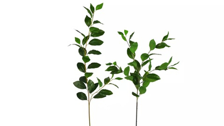 Ветка с лавровыми листьями