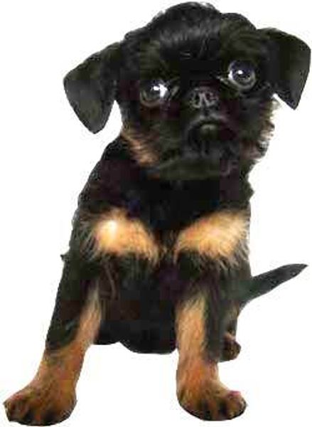 Бельгийский гриффон Бельгийский гриффон