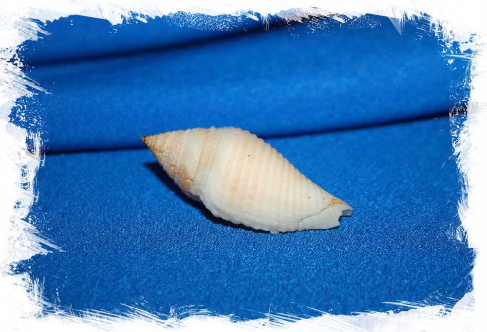 Конус короманделикус (Conus coromandelicus)