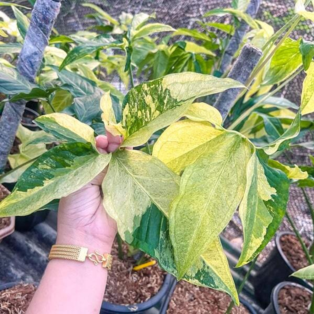 Сингониум ANGUSTATUM YELLOW CREAM