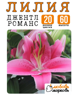 Лилия Луковица, Джентл Романс, восточный гибрид, 1 шт