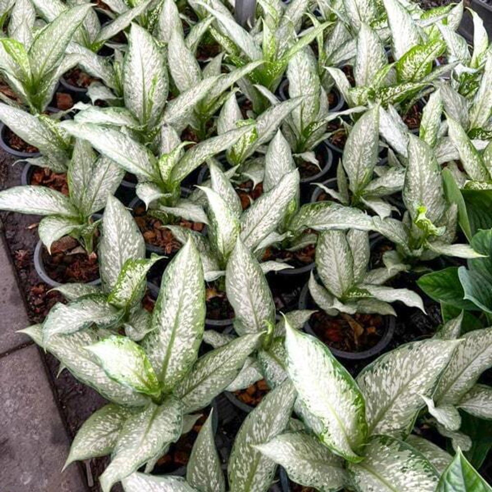 Диффенбахия UDOM SAB