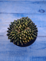 Gymnocalycium Spineless Crested form (Гимнокалициум)