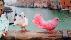 Микровелюр Xpoint (Икспоинт) 0027.01 Голуби