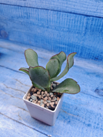 Crassula Arborescens Curly (Крассула)