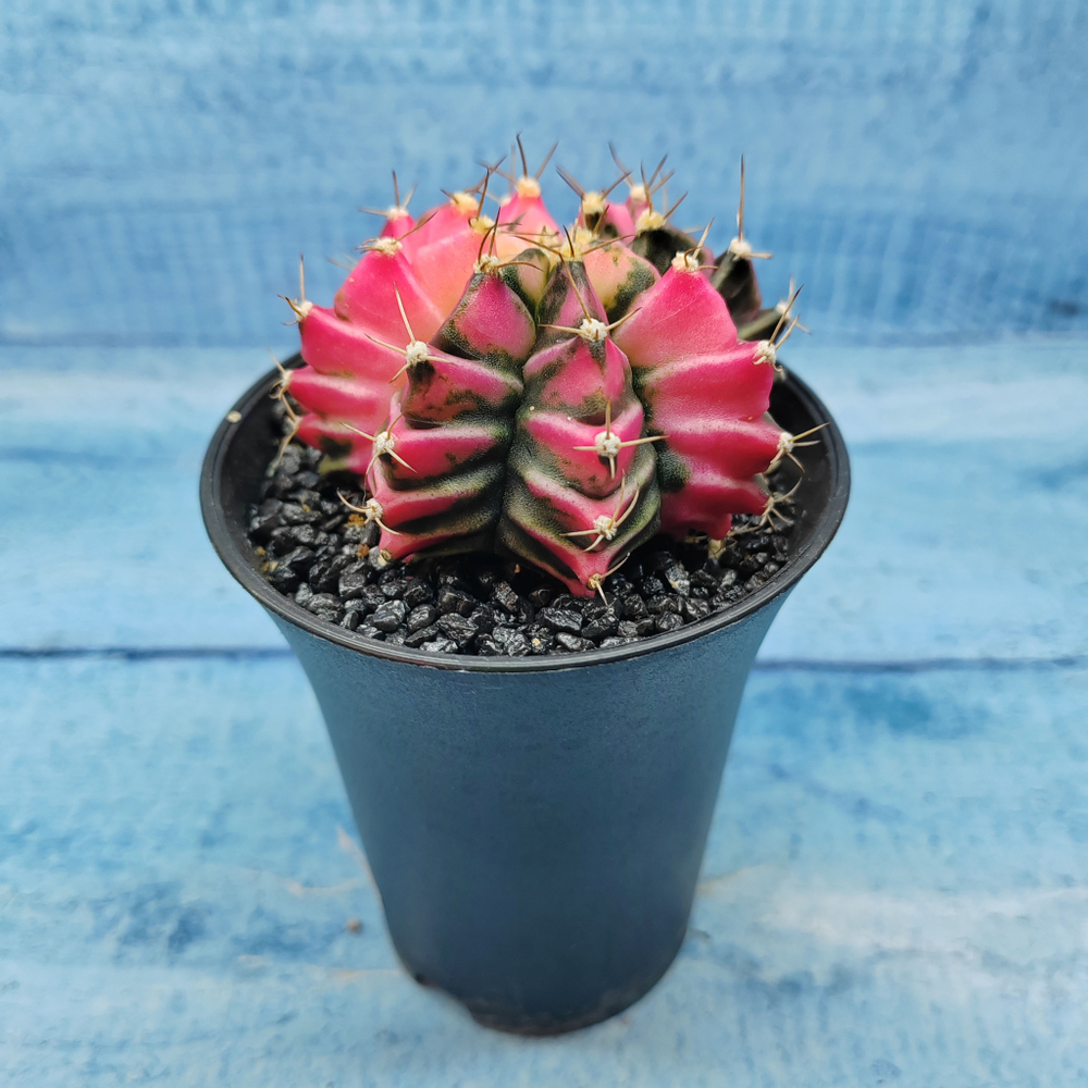 Gymnocalycium Variegata (Гимнокалициум Вариегатный)