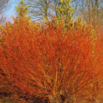 Ива Флейм С15 160-200