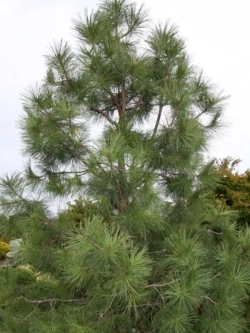 Семена Сосна желтая "Black Hills S.Dakota" 1гр