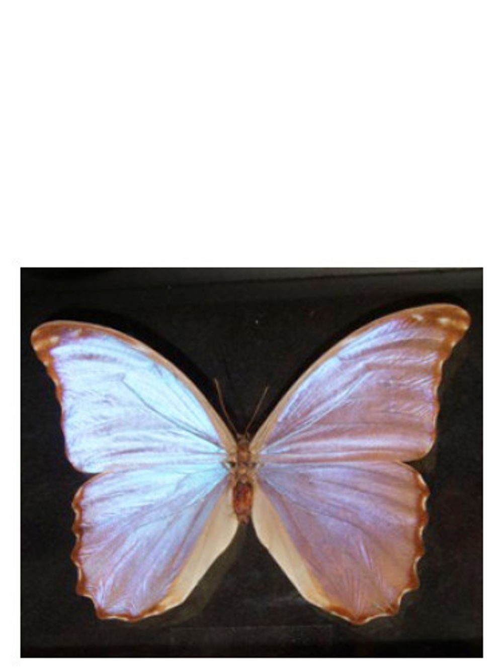 Bud Parfums Butterfly