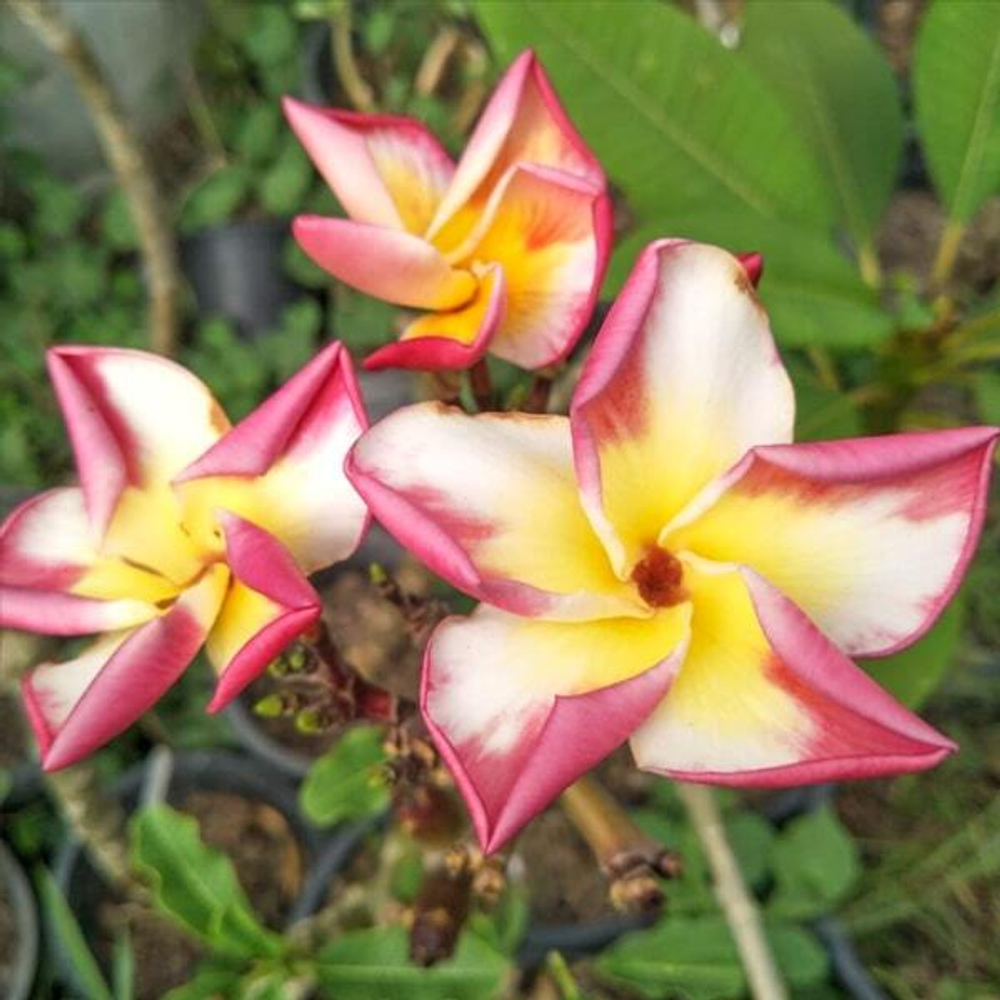 Плюмерия NUI DELIGHT