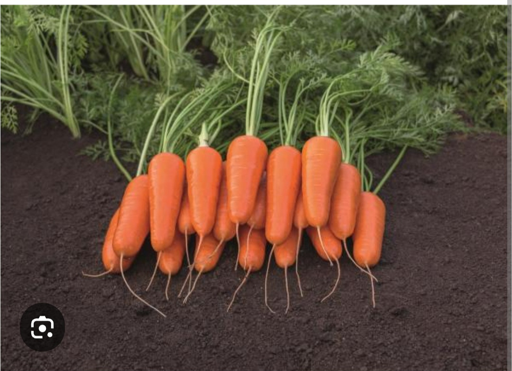 Морковь Кентон Canton F1 B-mox фракция 1,4-1,6 мм 500 000 семян нет в наличие