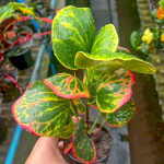 Кротон MUKDAHAN