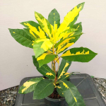 Кротон DANG YELLOW