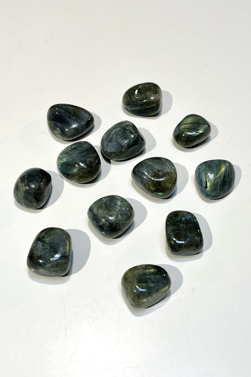 Лабрадор галтовка