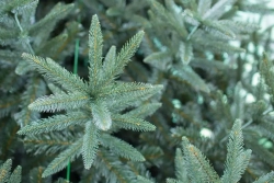 Интерьерная искусственная елка Европейская Премиум 5 м., ствольная, Литая хвоя+ПВХ, Green Trees (GT5EVR)