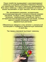 Злак Мискантус китайский Маленькая Зебра