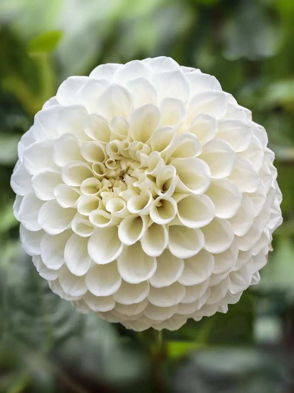 Георгин помпонный Петраc Веддинг