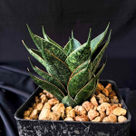 Сансевиерия BLACK ANT