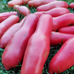 Помидоры Баба Яга - Baba Yaga Tomato