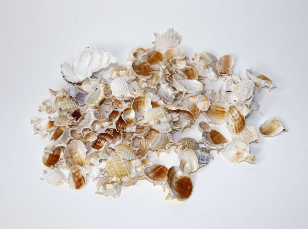 Спилы морских ракушек натуральные для творчества купить