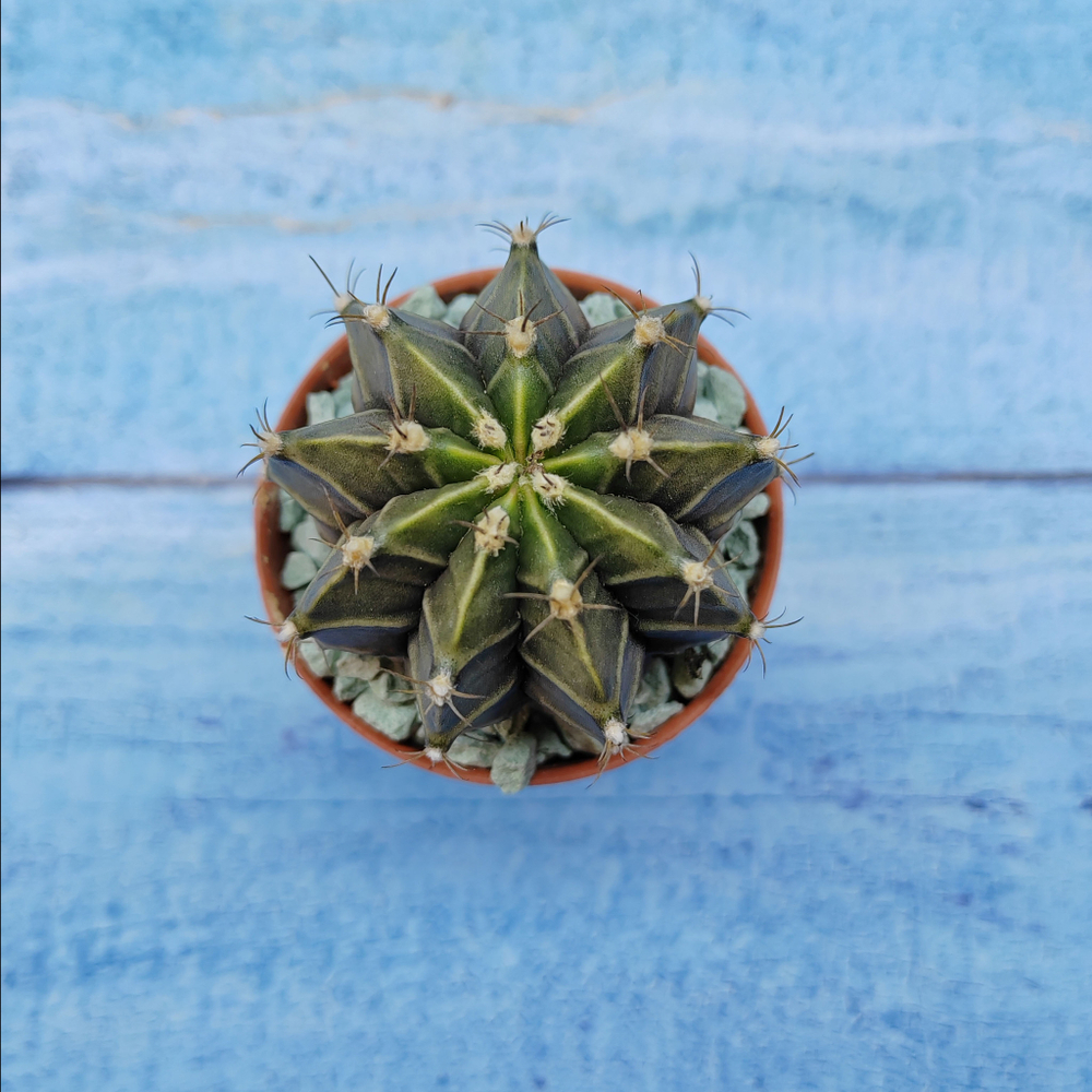 Gymnocalycium Friedrichii (Гимнокалициум)