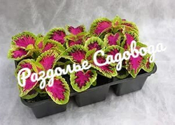 Колеус (цена за 6 штук)