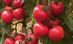 Лагенда F1 семена томата индетерминантного (Syngenta / Сингента)