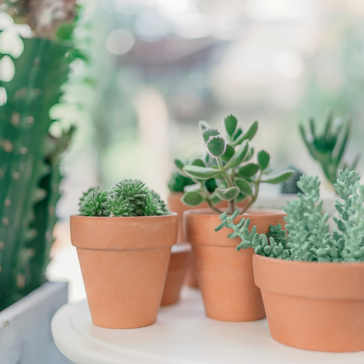 Украшаем жизнь цветами