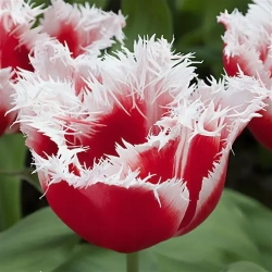 Тюльпан Канаста Закупка М78 сентябрь 2026