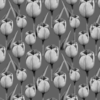 Tulips, pencil sketch, on a dark gray background