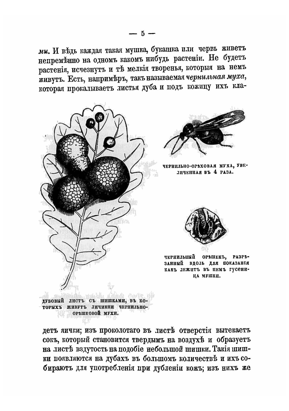 Как добывать шелк. Наставление к разведению шелковичных деревьев и выводке шелковичных коконов | Иверсен Владимир Эдуардович