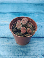 Lithops sp. (Литопсы)