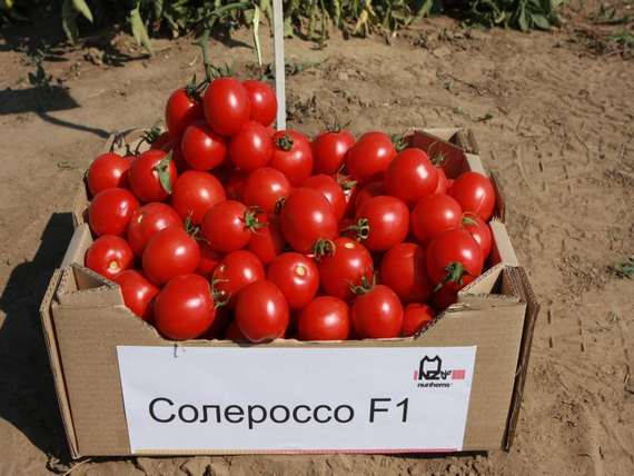 Солероссо F1 семена томата процессингового (Nunhems / ALEXAGRO) культура – фото 2