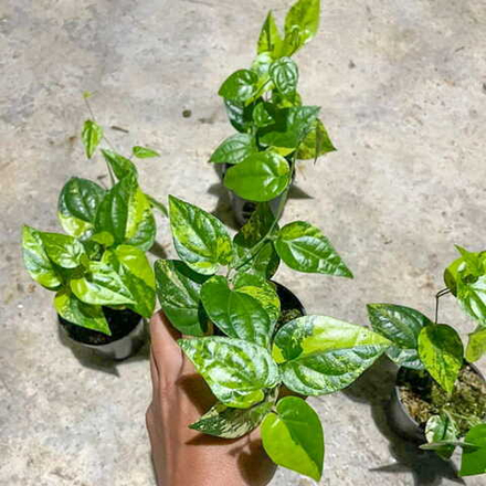 Перец 08 Бетель Русалка