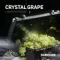 DarkSide BASE - Crystal Grape (30г)